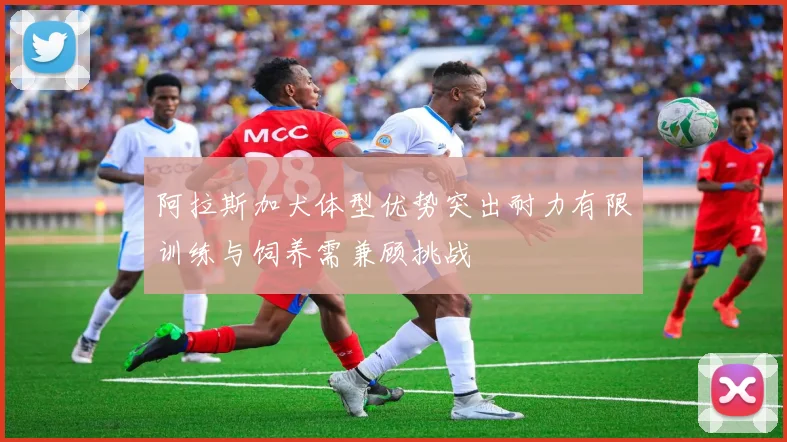 阿拉斯加犬体型优势突出耐力有限训练与饲养需兼顾挑战